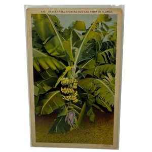 Vintage Linen Postcard Banana Tree w/ Buds & Fruit in Florida Curt Teich